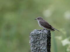 Spotted Flycatcher