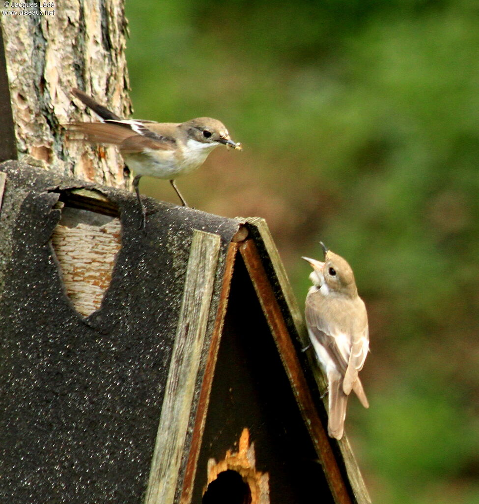 European Pied Flycatcher