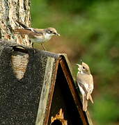 European Pied Flycatcher