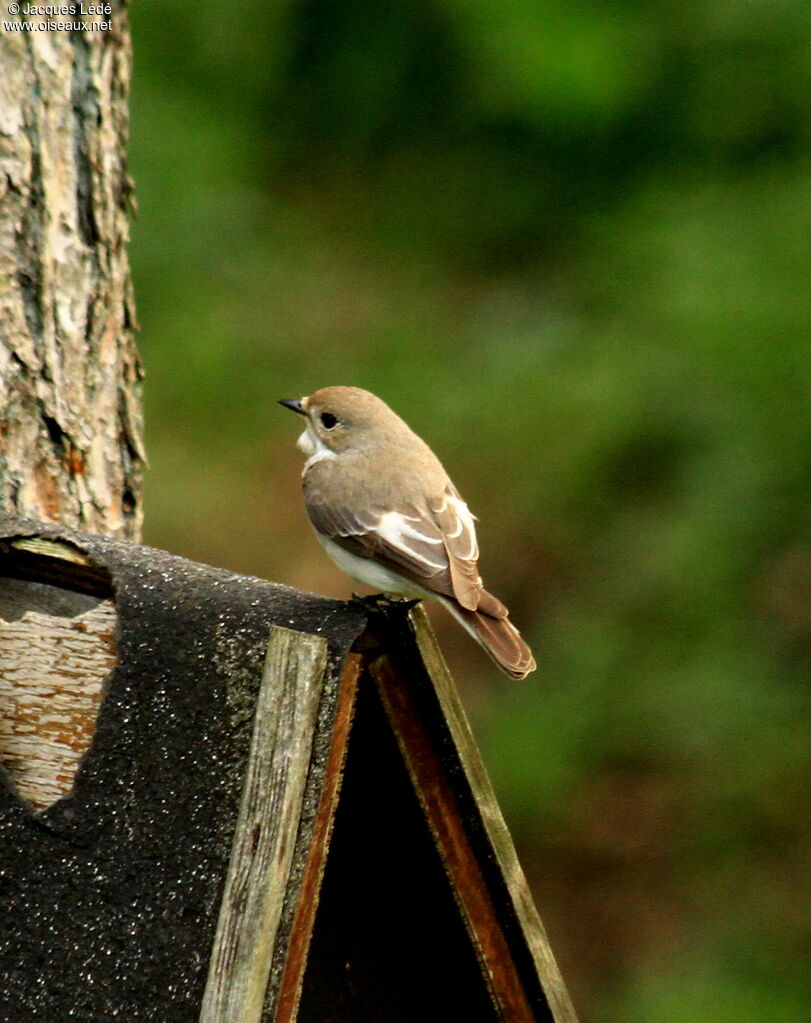 European Pied Flycatcher