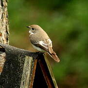 European Pied Flycatcher