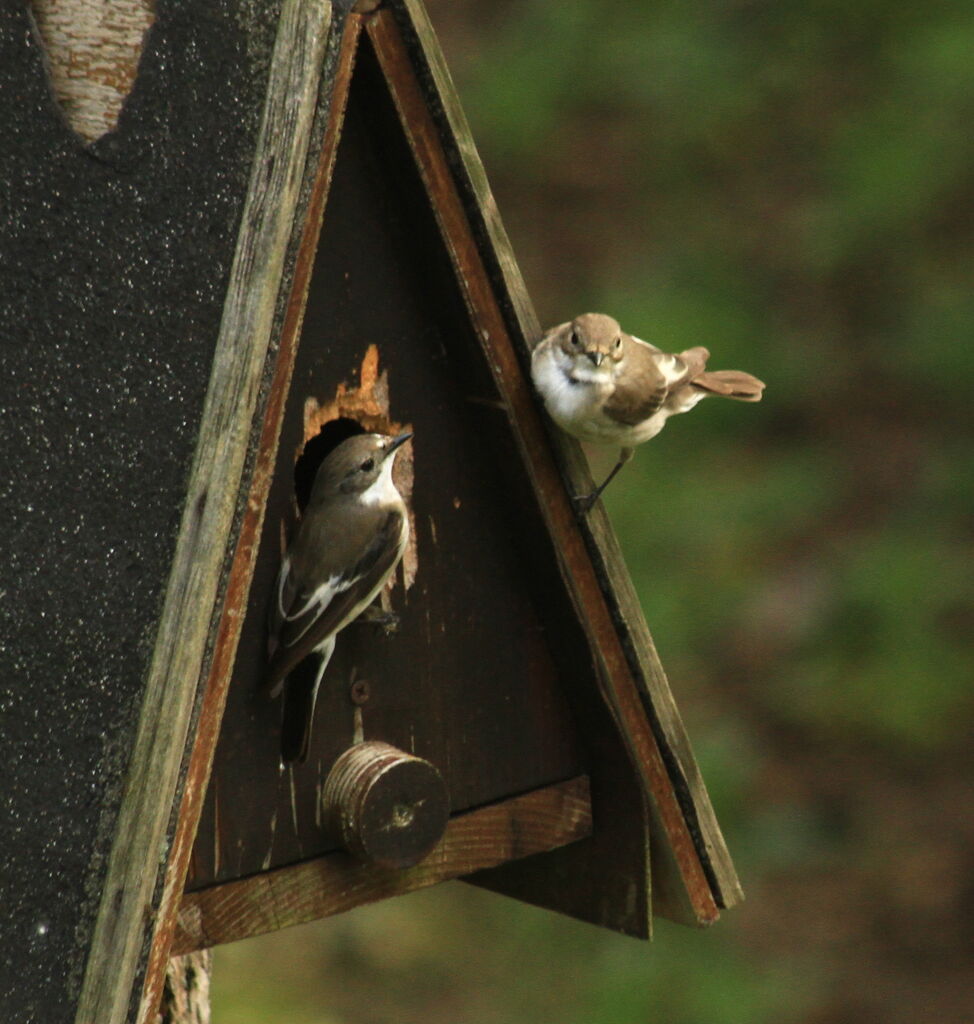 European Pied Flycatcher