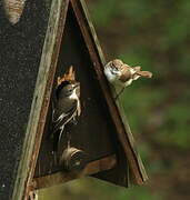 European Pied Flycatcher