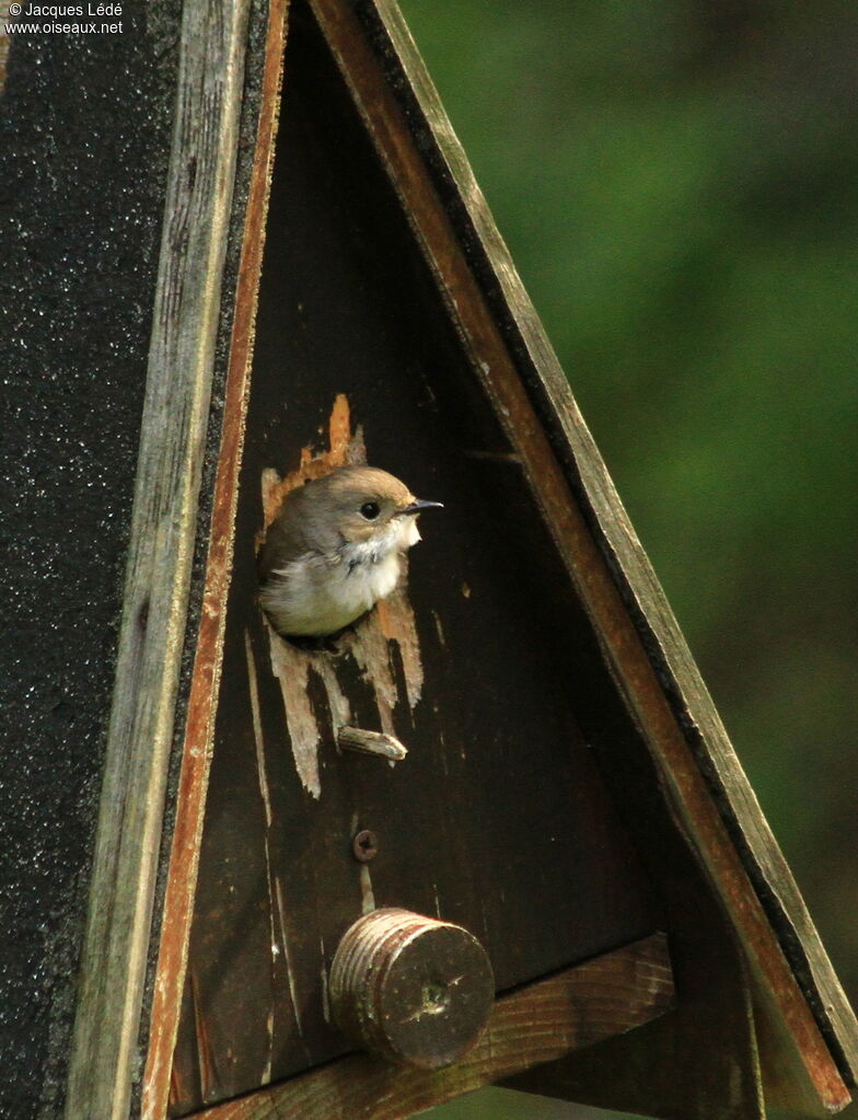 European Pied Flycatcher