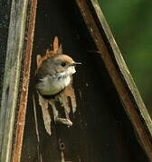 European Pied Flycatcher