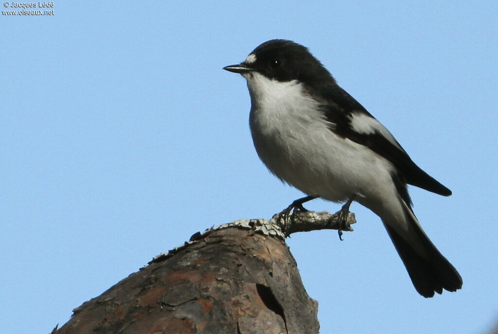 Gobemouche noir