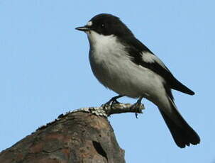 Gobemouche noir