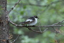 Gobemouche noir