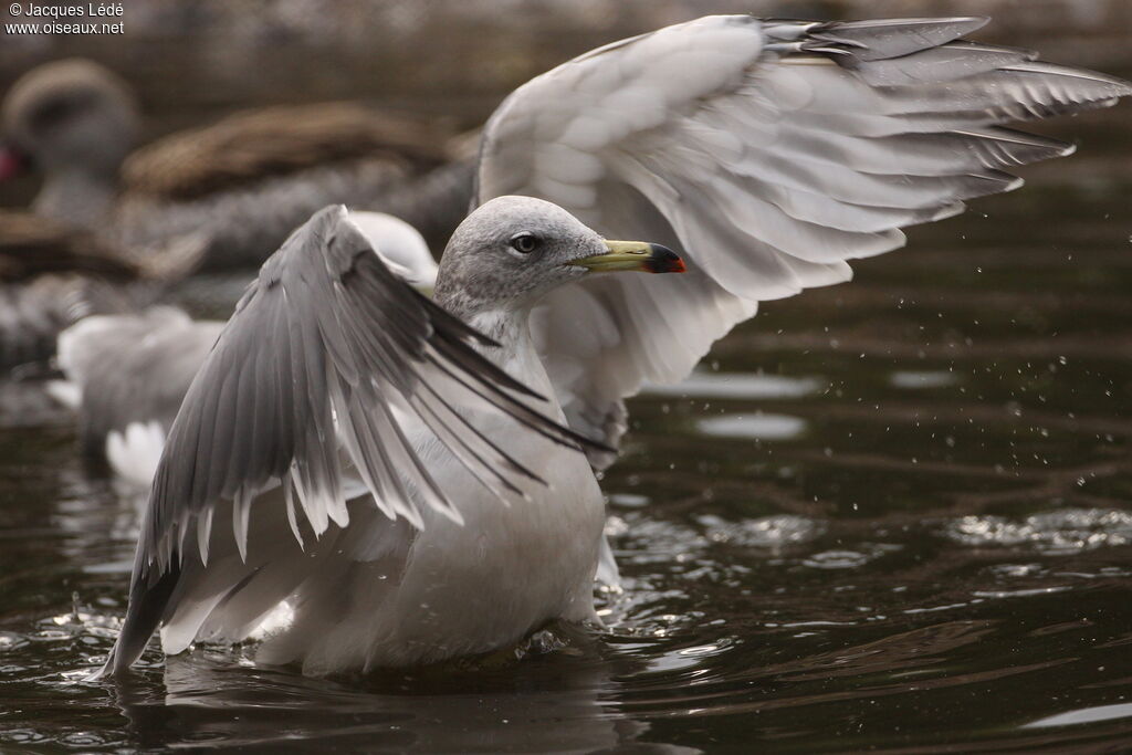 Black-tailed Gull