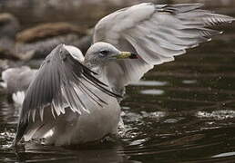 Black-tailed Gull