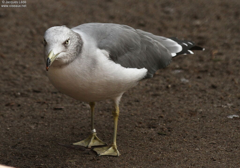 Black-tailed Gull