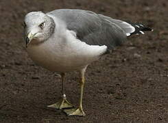 Black-tailed Gull