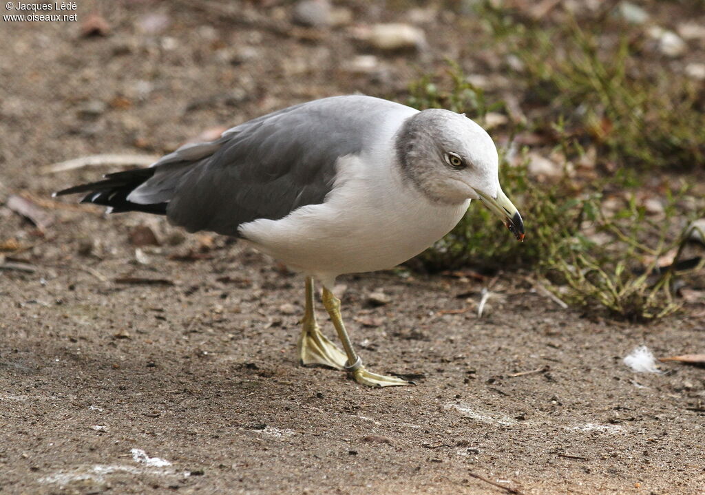 Black-tailed Gull