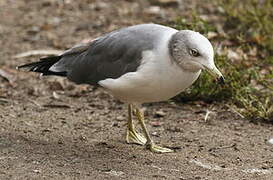 Black-tailed Gull