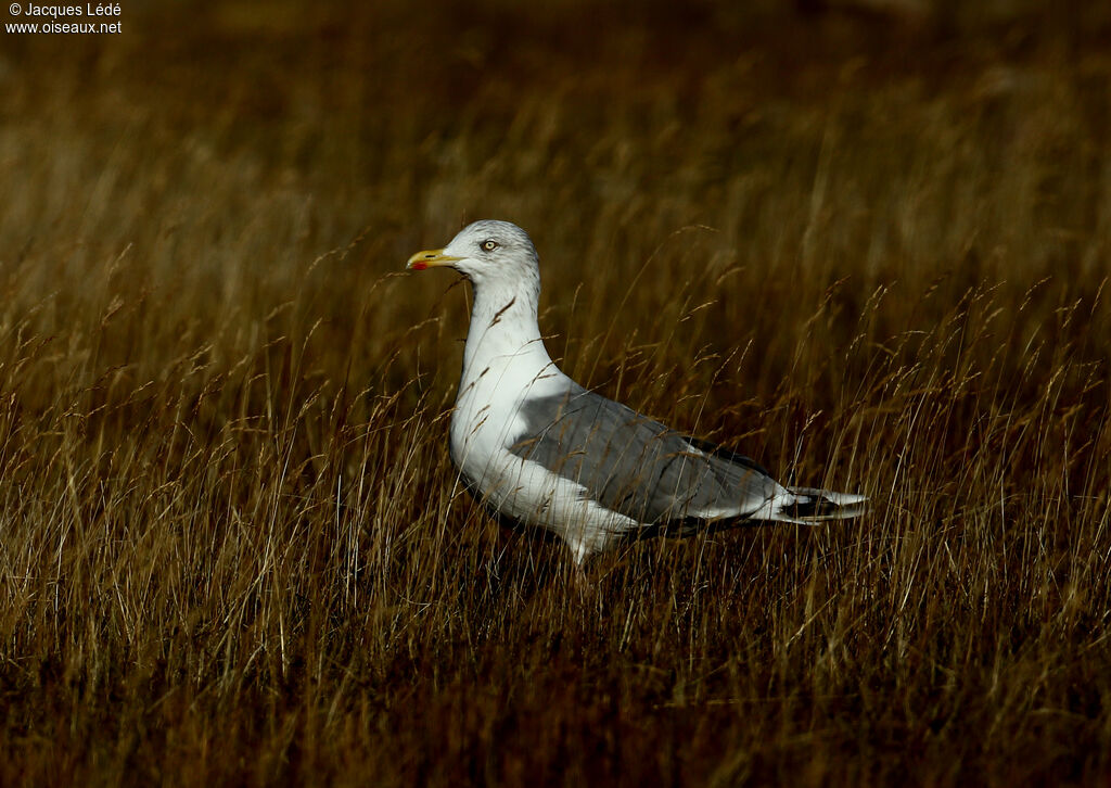 Goéland argenté