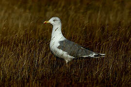 European Herring Gull