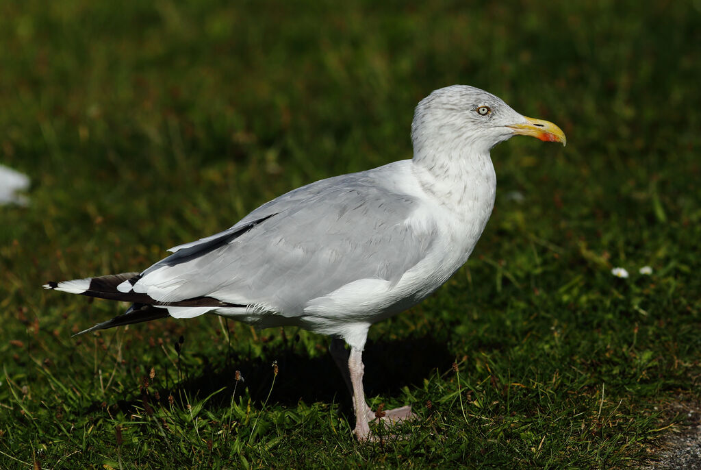 Goéland argenté