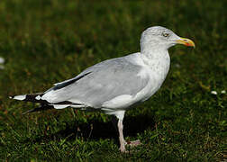 European Herring Gull