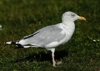 Goéland argenté