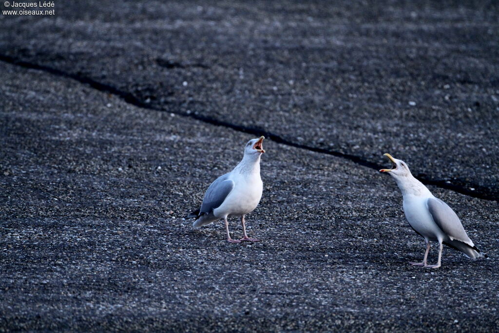 European Herring Gull