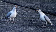 Goéland argenté