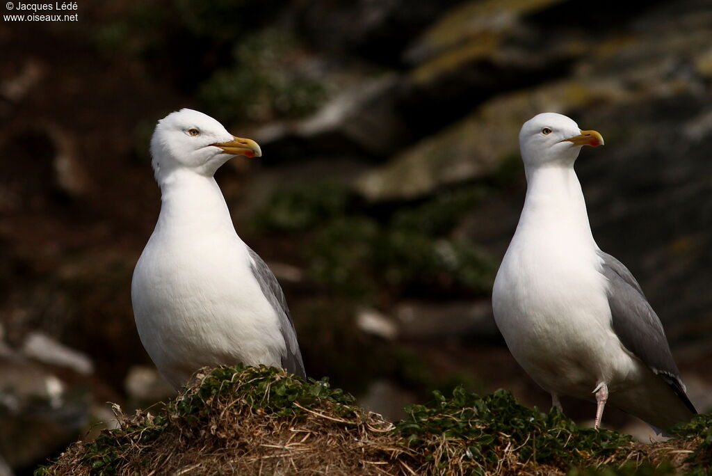 European Herring Gull