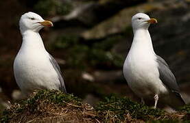 European Herring Gull