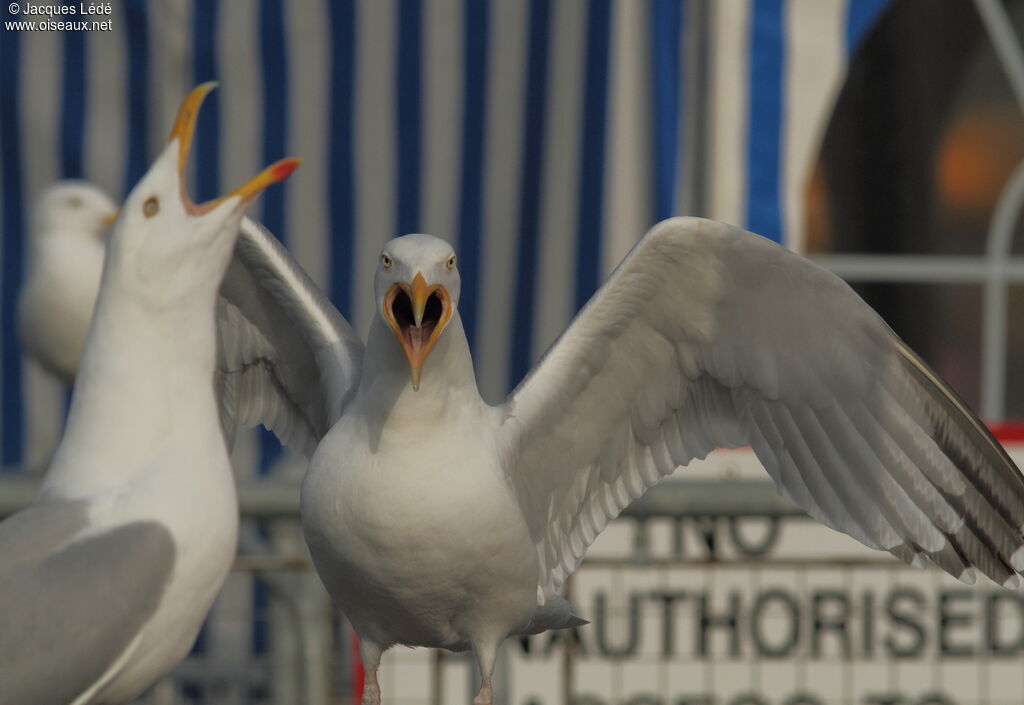 European Herring Gull