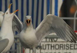 European Herring Gull