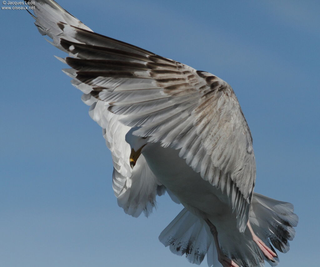 European Herring Gull