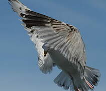 European Herring Gull