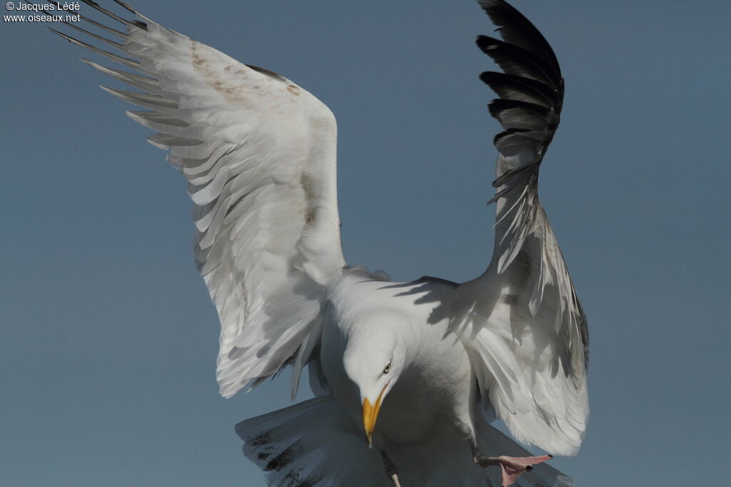 European Herring Gull