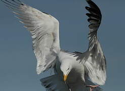 European Herring Gull