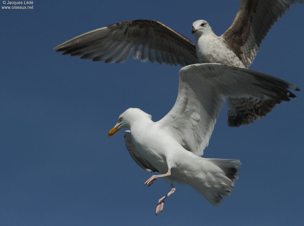 European Herring Gull