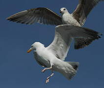 European Herring Gull