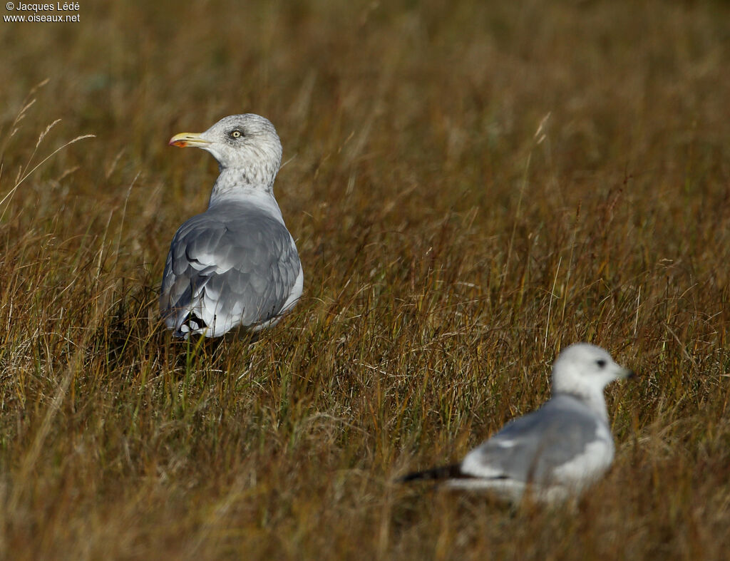 European Herring Gull