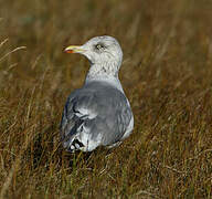 European Herring Gull