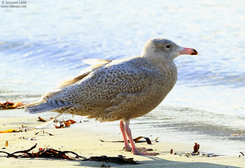 Glaucous Gull