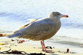 Glaucous Gull