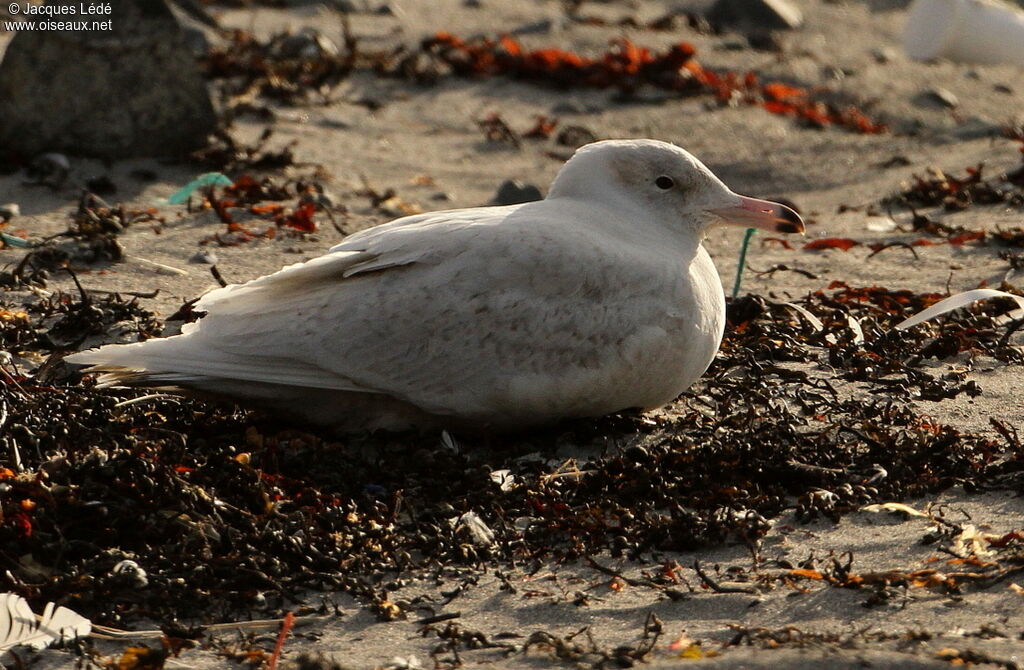 Glaucous Gull