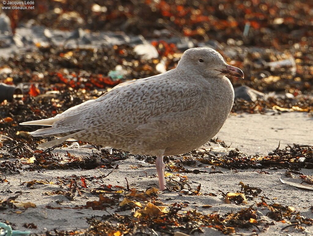 Glaucous Gull