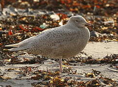 Glaucous Gull