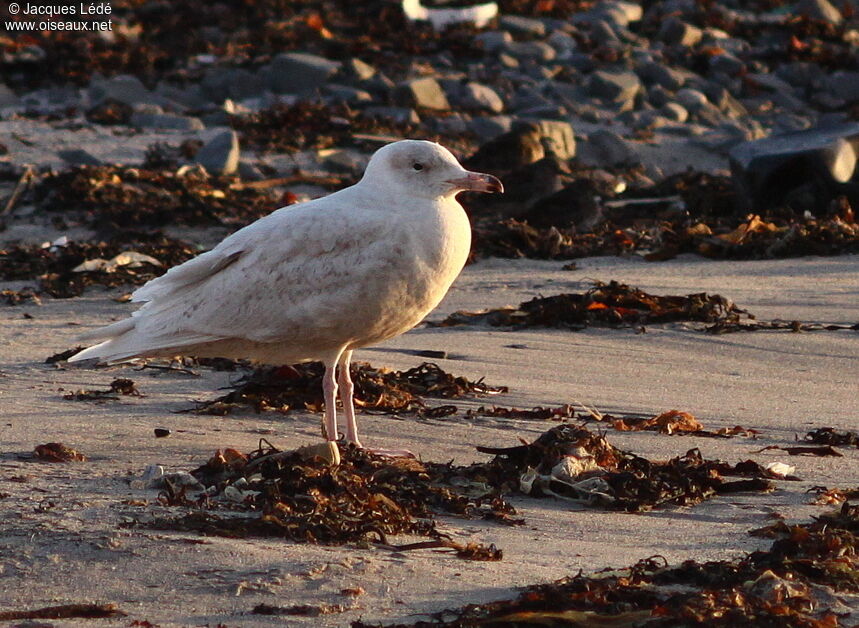 Glaucous Gull