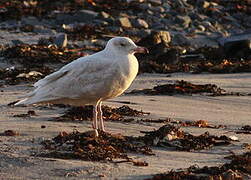 Glaucous Gull