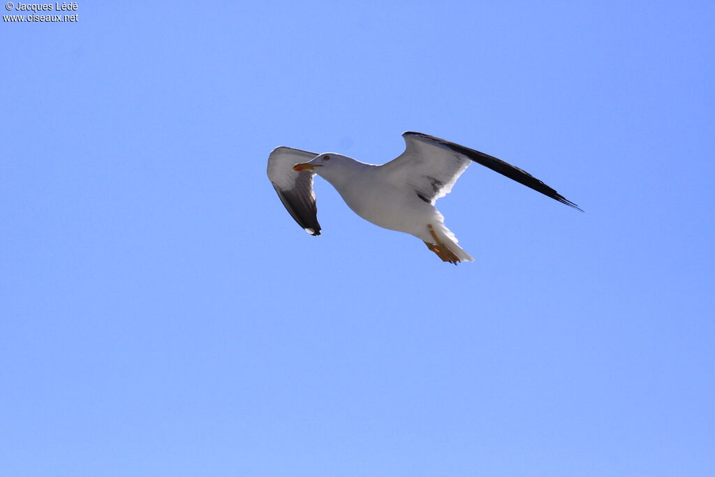 Lesser Black-backed Gull