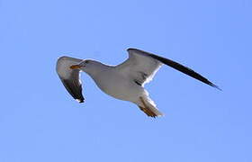 Lesser Black-backed Gull