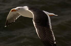 Lesser Black-backed Gull