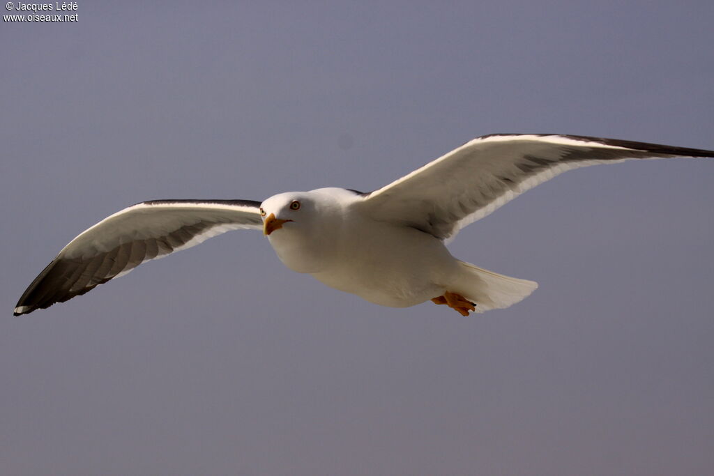 Lesser Black-backed Gull