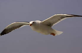 Lesser Black-backed Gull