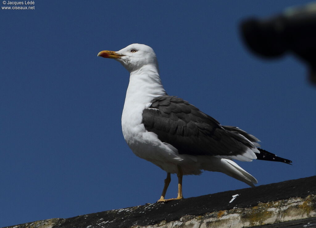 Lesser Black-backed Gull